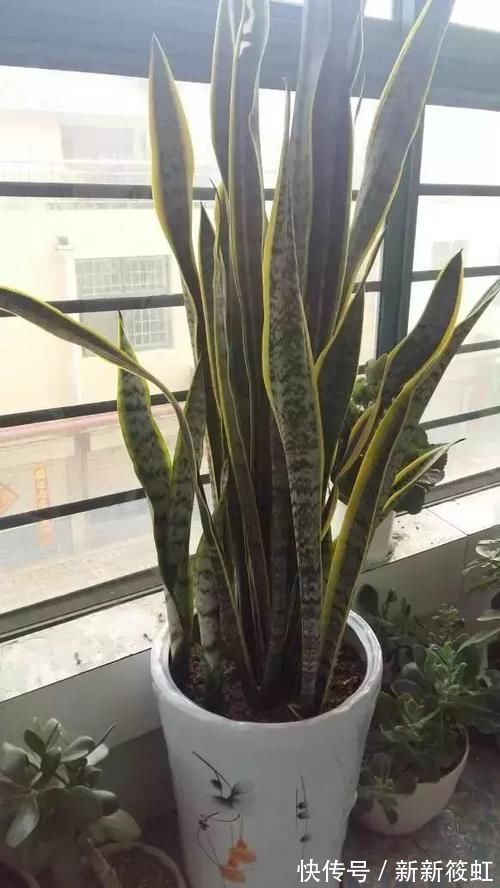 旺财|6种花镇宅旺财，净空气促健康，养过的都说“值得”！