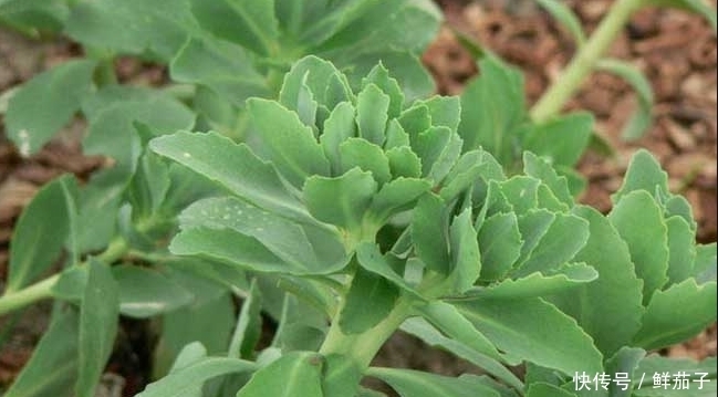 这种能抗肿瘤的野菜，随割随长，亩收达6万，成农民的“摇钱树”