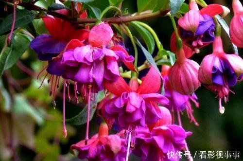 由于这几种花花期太长,很多人以为是假花,要摸一摸才能辨真假!