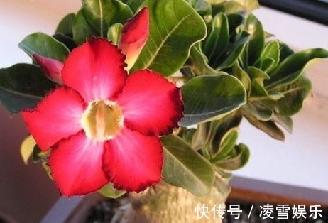 这三种花最不喜欢水,越是不管它越能蹭蹭长不停,一定要管住手