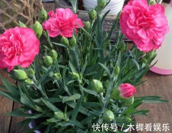 新手养花,不如养盆花中精品“康乃馨”,花朵雍容富丽,绚丽娇艳