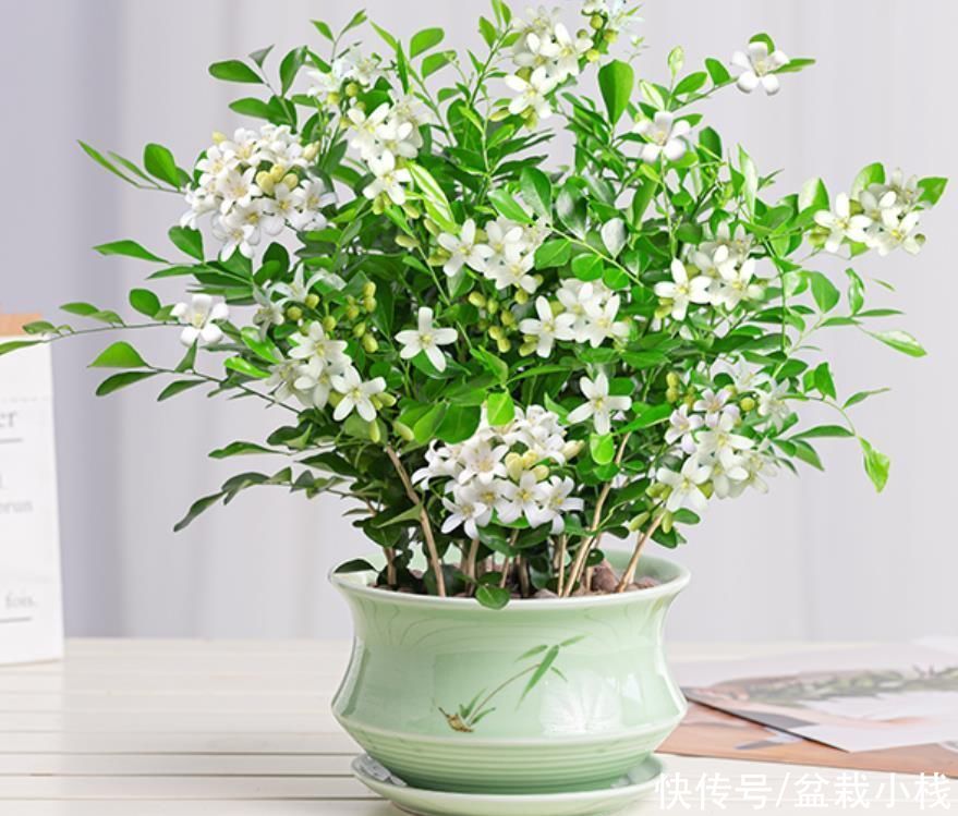 width|客厅摆放花卉，不宜多，养这4种就够了