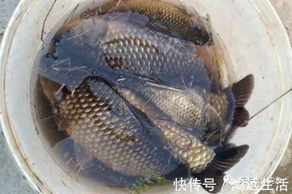 钓鱼不钓草,完全瞎胡跑找个草窝就开钓,那离“扑空”不远了
