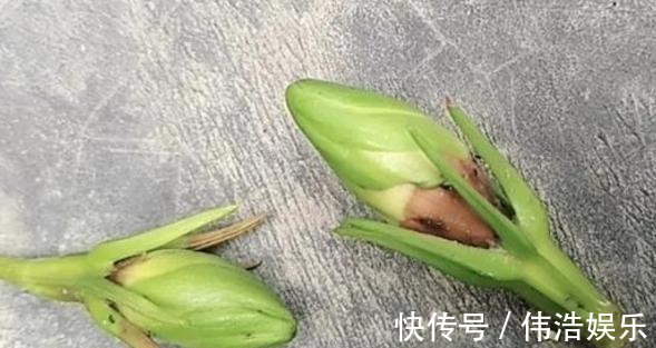 蓝妖|月季花杜鹃花栀子花总是养不活教你一招,连开3个月!