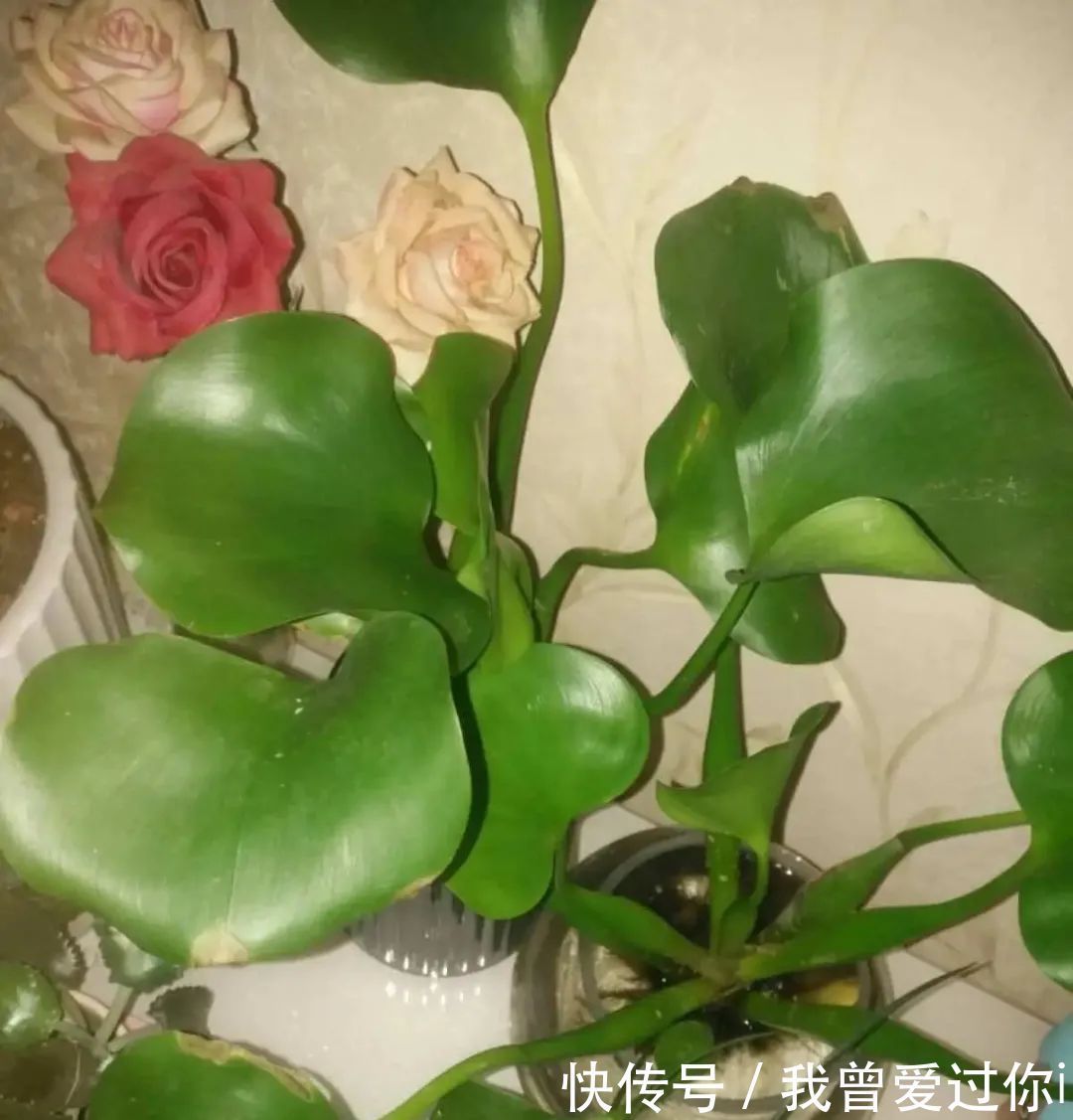 养花知识这花是个大“祸害”,20元一棵还有人买,到底为啥