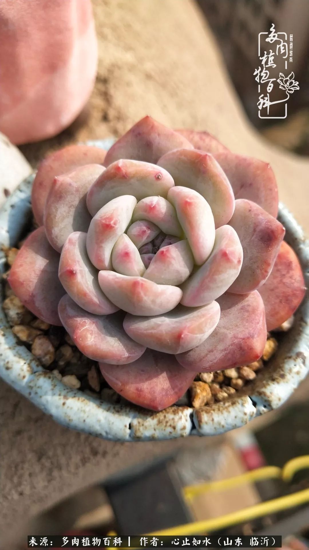 养多肉不只是说说而已，只要肯用心，它们绝对不会辜负你！