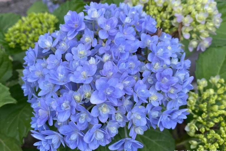 植株|绣球花有“四忌”,不注意叶子萎蔫又干枯,做到位植株茂盛开花多