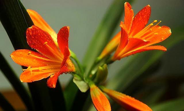 养好君子兰，配土是“关键”，加上一点“它”，满盆长满大白根