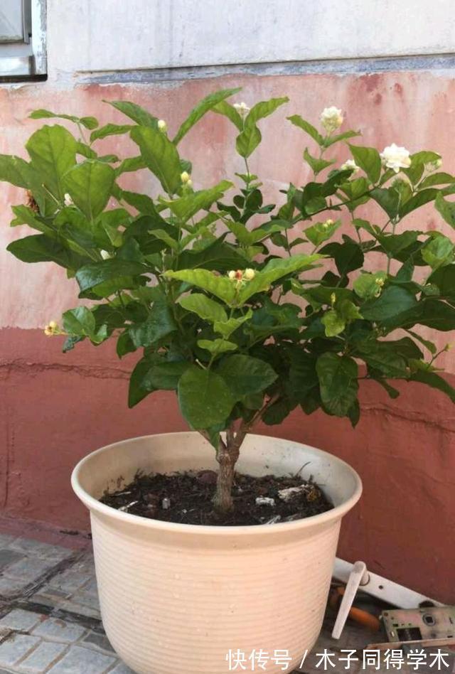 茉莉花|这三种花,越淋雨越爱开花,夏天赶紧搬出去