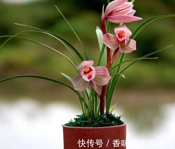 养兰花,“换盆”有3个小忌讳,避开后服盆快,开花多