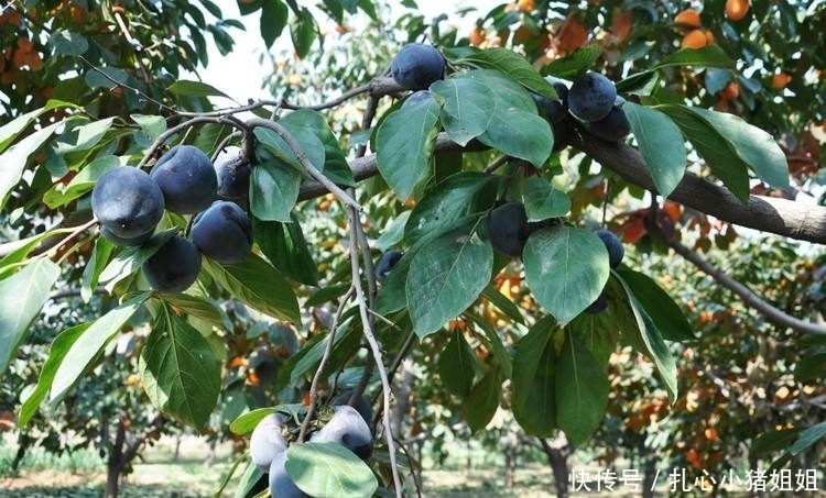 老人|一种水果零下25度冻不死,放3个月时间也不会变质,最适合老人吃