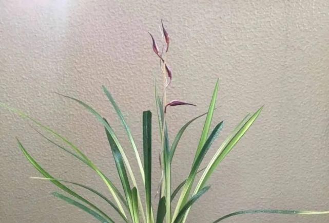 丸姬|日本寒兰欣赏