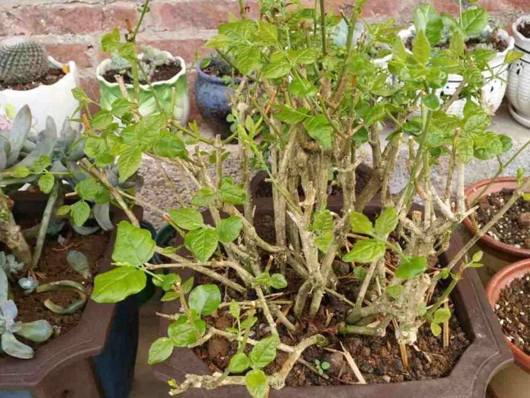 营养液|马上进入花期的花,10天一次肥,下个月就开花