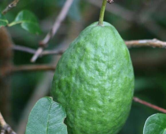 打赌|考验眼力的4种奇葩水果,指橙上榜,打赌你最多认识二种