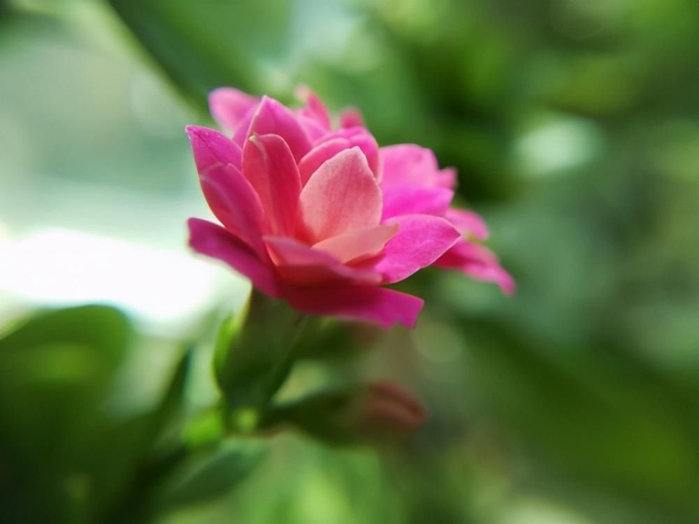 植株|这3种花养一盆就上瘾,枝条贼好扦插,一盆能生好几盆