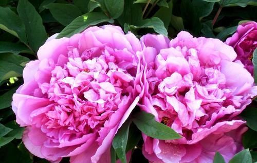  低矮|3种花超让人喜欢，植株低矮，花色绚丽，四季开花不停