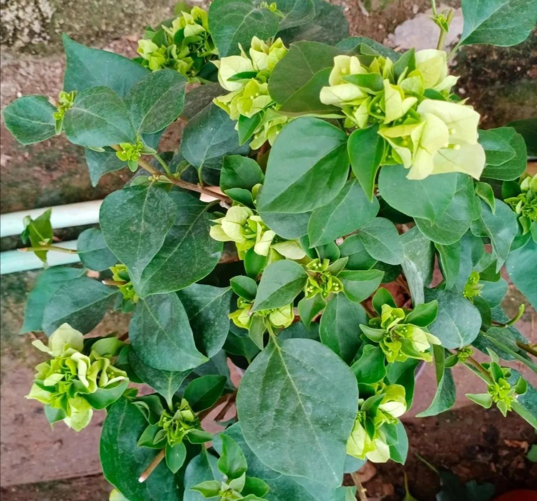 让三角梅全枝爆花的几个“要领”,满树新枝,出芽多,枝枝有花