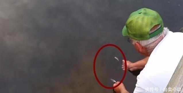 大鱼|一男子拿着小鱼跪在水边,把小鱼放在水上,结果换来了条大鱼