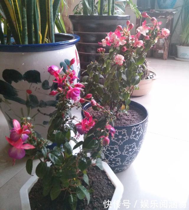 10种不能淋雨的花,淋完雨就死,盆栽养花注意事项