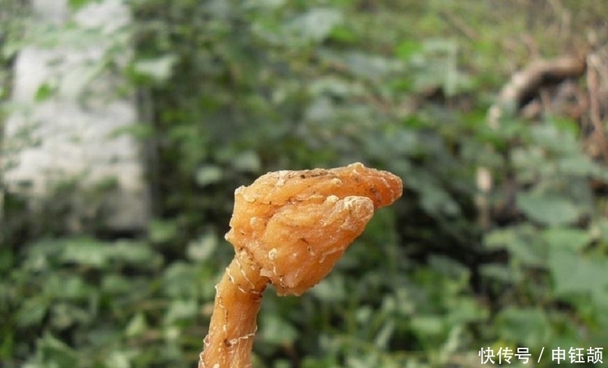 农村|农村山坡下一种野草，城里卖到25元一斤，煲汤最佳材料之一！