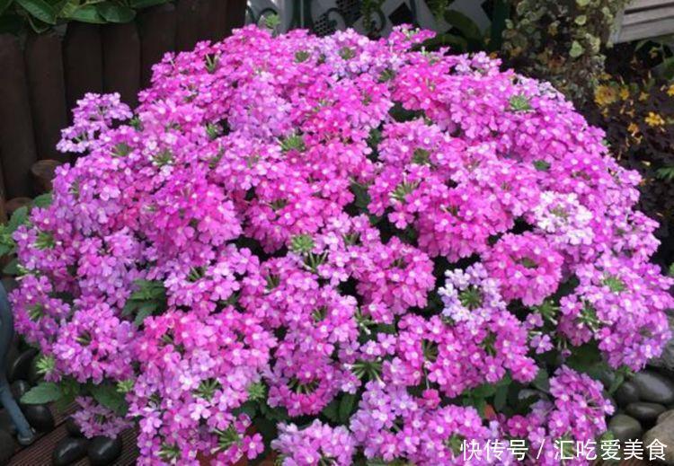 矮牵牛|4种花养家里,福旺运旺财更旺,招福添财,有钱人都在养