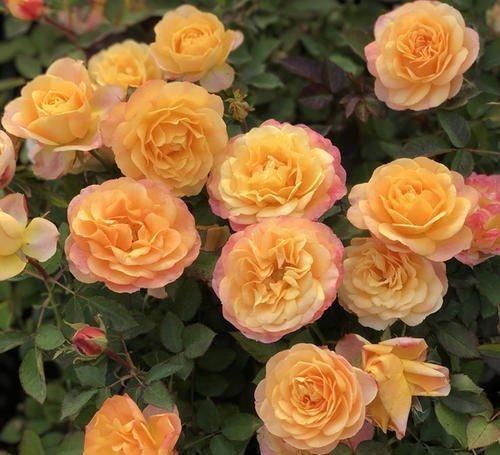 最厉害的养花营养液:给月季花喝一勺,猛窜笋芽,花开满枝