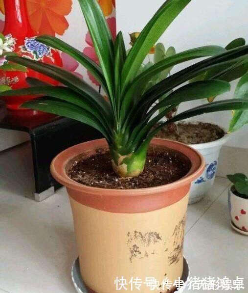 钙片|君子兰长得慢,给它吃一点“钙片”,根壮叶绿疯长,开成大花球