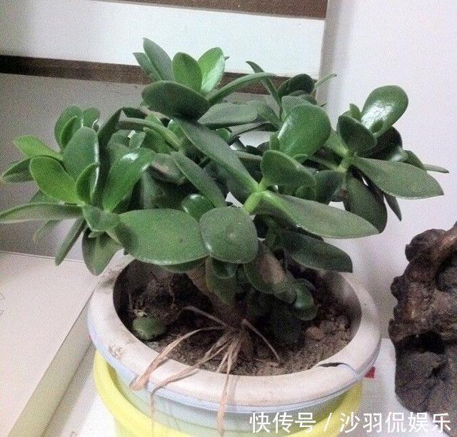 盆景|9月如何养玉树2个“技巧”，让它更加繁茂，枝干木质化，成小树