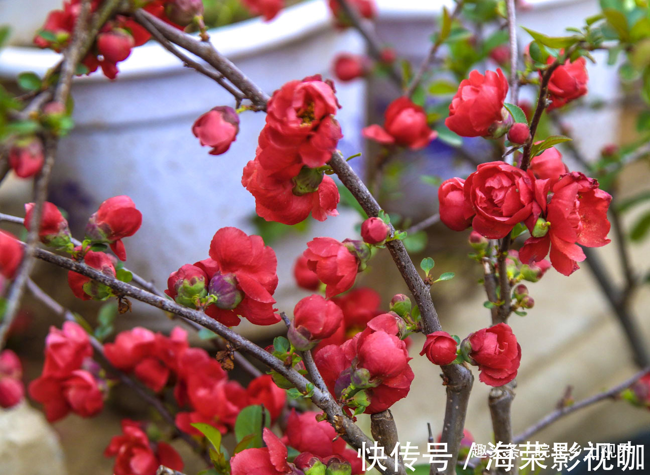 花卉|安徽淮北花卉市场，众多市民购买鲜花，看看你喜欢什么花卉