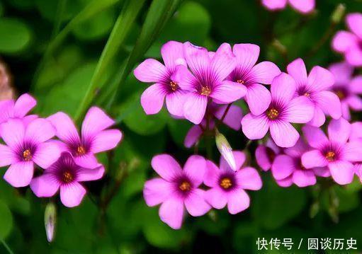 营养土|开花最香的5种花，家里养一盆，满屋飘香，养庭院，十里飘香