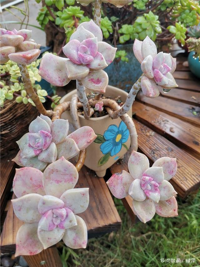 拈花一笑为红颜,无奈雨霾非吾恋