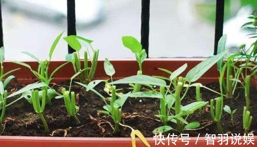 养花不如种菜,阳台盆栽几盆,“每天”采摘新鲜菜,全家都够吃!