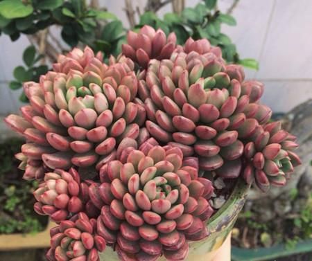 养了300天的红宝石，一盆全是红艳叶子，花盆都装不下