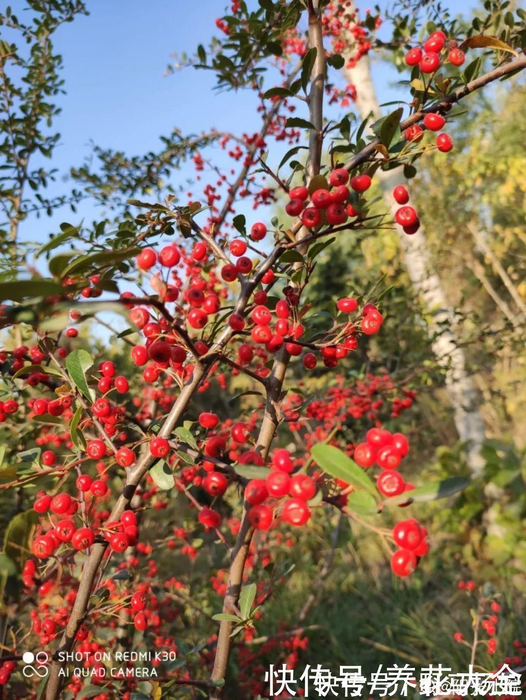 柴烧|农村当柴烧的花,原来可以当盆景,给一千块也不卖