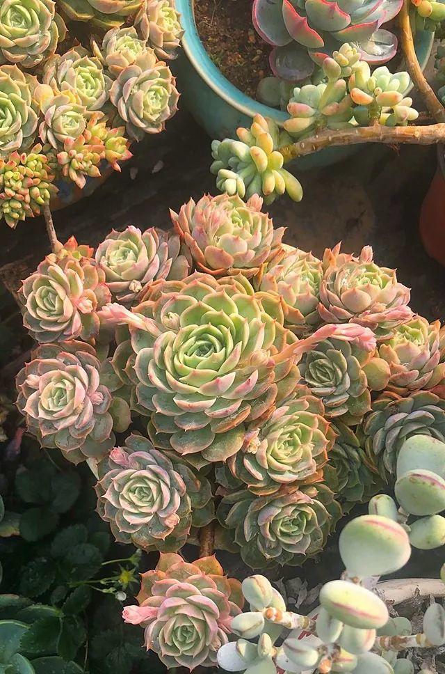 姐姐养了9年的多肉，没有买肥就用它，个个长成精！