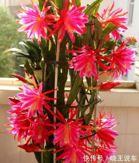 此花比荷花还美,好养好看长势旺,一次能开20朵,南北方都能养