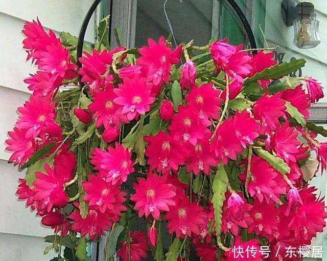  春季|令箭荷花冬季“1足1控”，花芽早分化，春季一个叶片能开几十朵