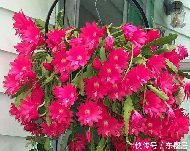 春季|令箭荷花冬季“1足1控”,花芽早分化,春季一个叶片能开几十朵