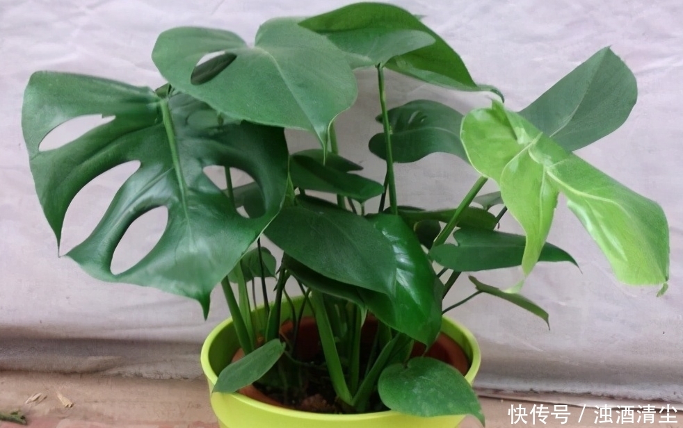 进入1月,给家里养“3种花”,寓意好、空气清新,越养越喜欢