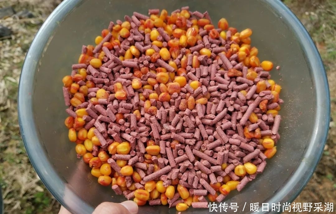 文章|钓草鱼是玉米好还是商品饵好?这篇文章告诉你草鱼饵该怎么选