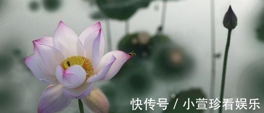 胜地|七月赏荷季，绝佳赏荷胜地，美出了天际，错过了只能等明年