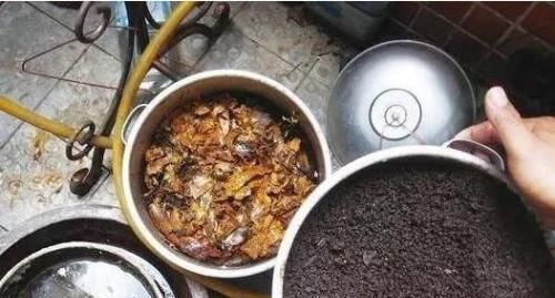 花长得不好盆里放根香蕉,叶子肥厚、疯狂开花,连肥都不用施