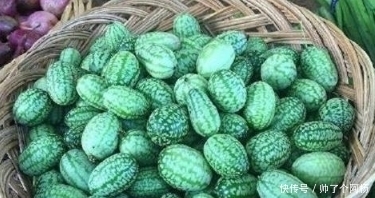 它被农民当野草拔,可它的“远房亲戚”一斤居然卖到50多!