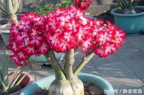 天宝花|比仙人掌还耐活的花,几乎全年不用浇水,花色艳丽,花期长8个月