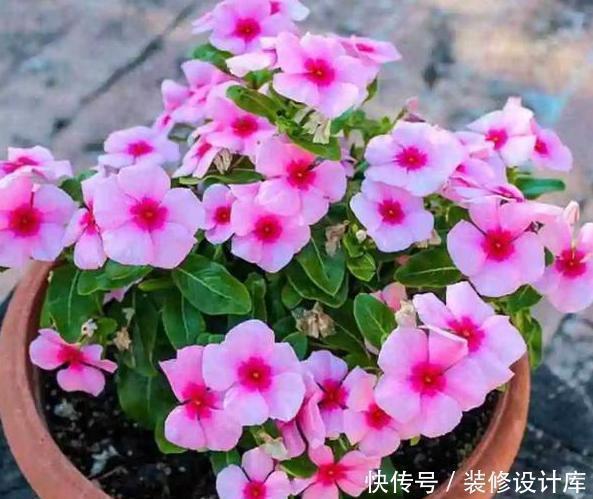 操作方式|养花别再买多菌灵了,用它来代替,植株生根快,还能省下不少钱