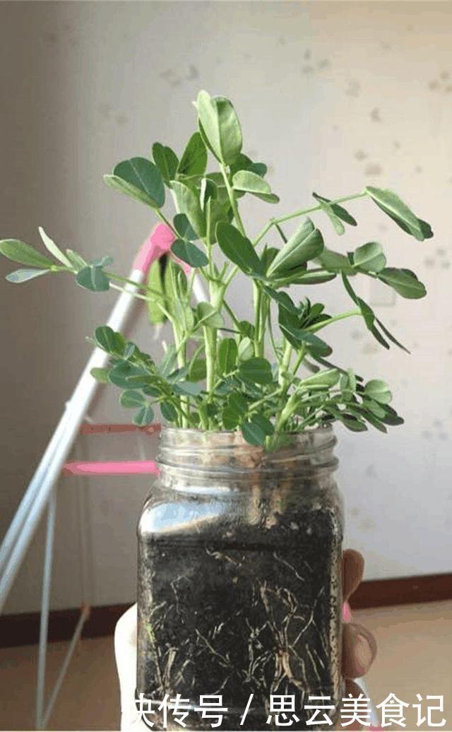 发芽“花生”扔水里，几天长成“含羞草”，越养越有惊喜