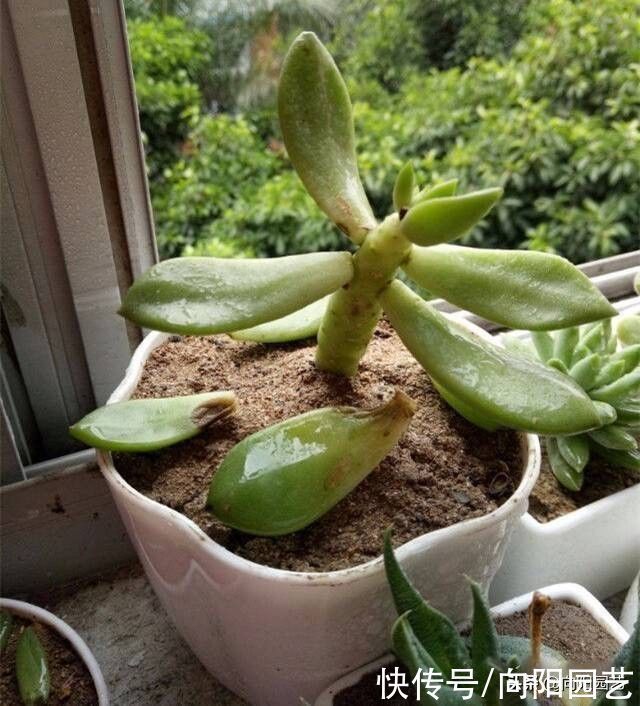 万物生长|多肉徒长咋处理?分2种情况,根据徒长情况,要么撸叶子要么砍头