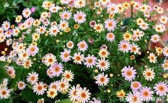 花花草草|南方人的冬天北方人不懂,满园春色看不尽,露着小腰赏着花