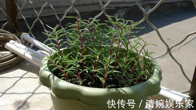 咋“折腾”都不死的4种花,越修剪越旺,很难养死