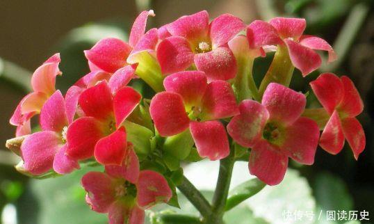 冬天试试养护几款花卉,好养又漂亮,满屋飘香